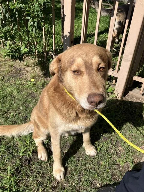 An adult large-sized male Mixed Breed dog named Goof for adoption in Dallas, TX