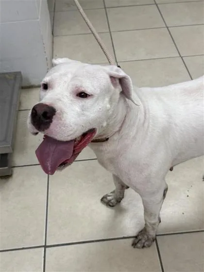 An adult large-sized female Mixed Breed dog named Paloma for adoption in Largo, FL