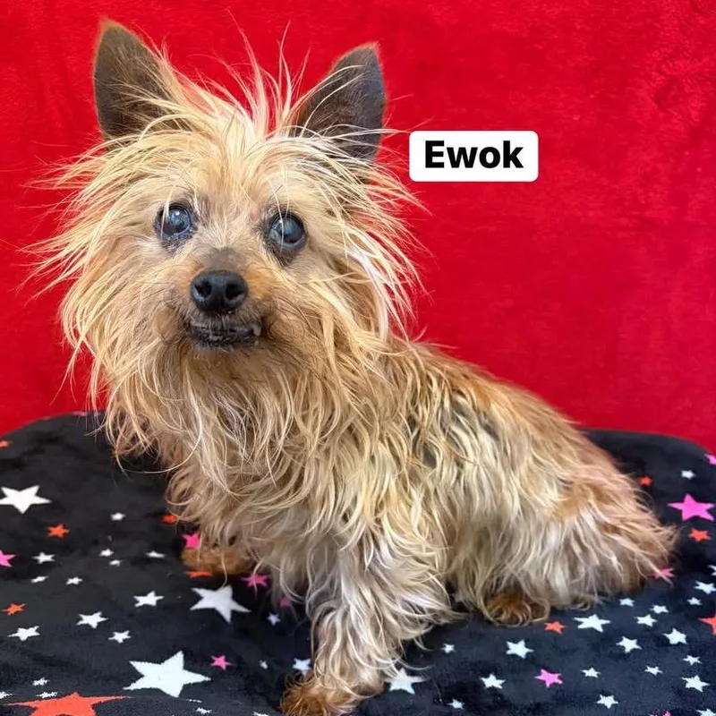 Ewok thumbnail 5