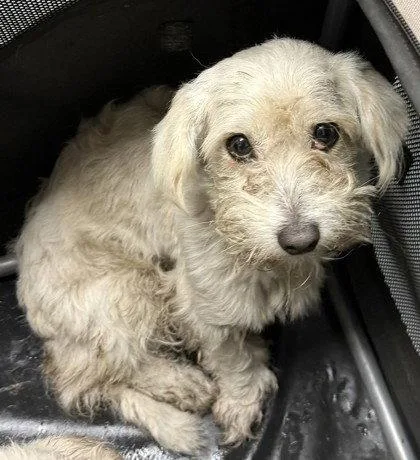 A young small-sized male Maltese dog named Winky for adoption in Oakland, CA