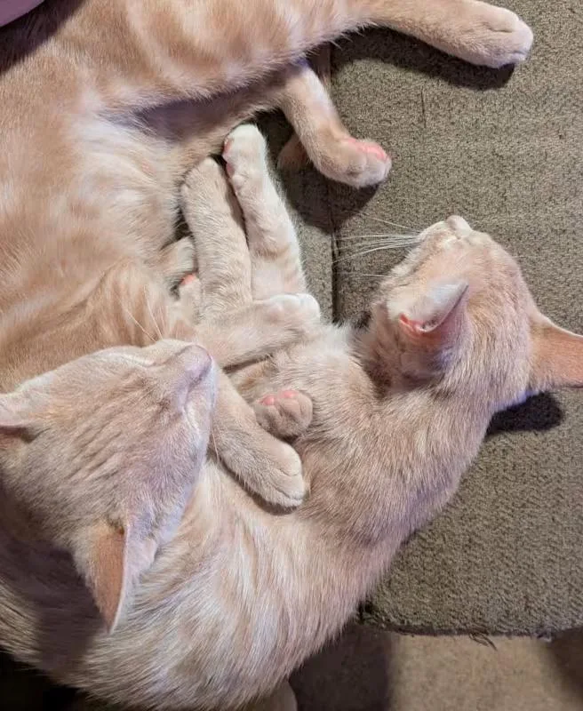 Shelley & Spring Roll thumbnail 2