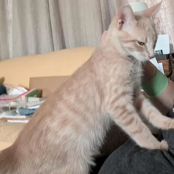 Shelley & Spring Roll thumbnail 3