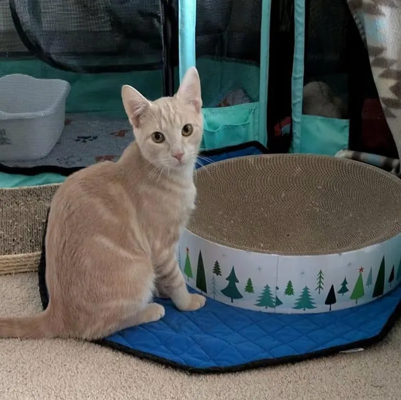 Shelley & Spring Roll