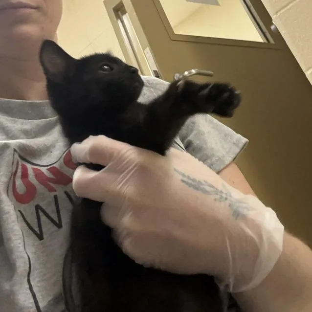 A baby small-sized male Black Domestic Short Hair cat named Brian for adoption in Winston-Salem, NC