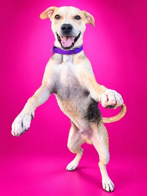 A young medium-sized male Mixed Breed dog named Martian for adoption in Jacksonville, FL