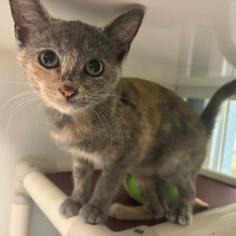 A baby small-sized female Tortoiseshell Domestic Short Hair cat named Eliza for adoption in East Hanover, NJ