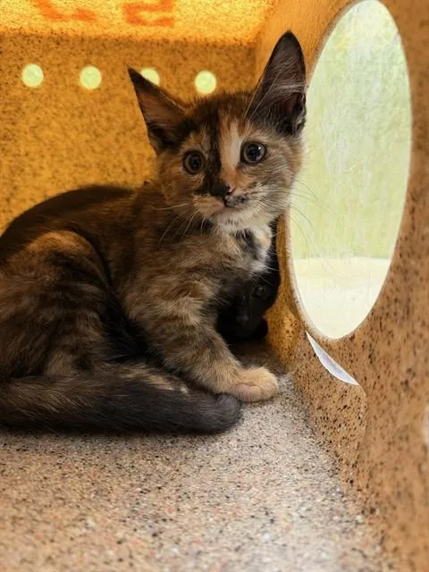 A baby small-sized female Domestic Short Hair cat named Laya for adoption in Riverside, CA
