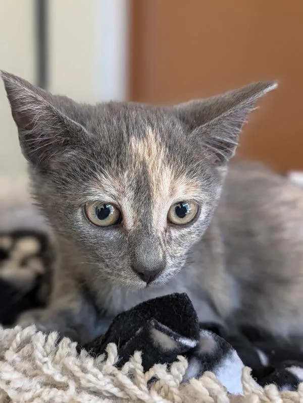 A baby small-sized female Domestic Short Hair cat named Yumi for adoption in Monterey, CA