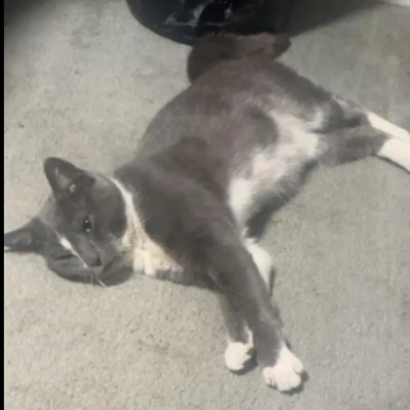 A young small-sized male Gray / Blue / Silver Domestic Short Hair cat named Rocky for adoption in Falls Church, VA