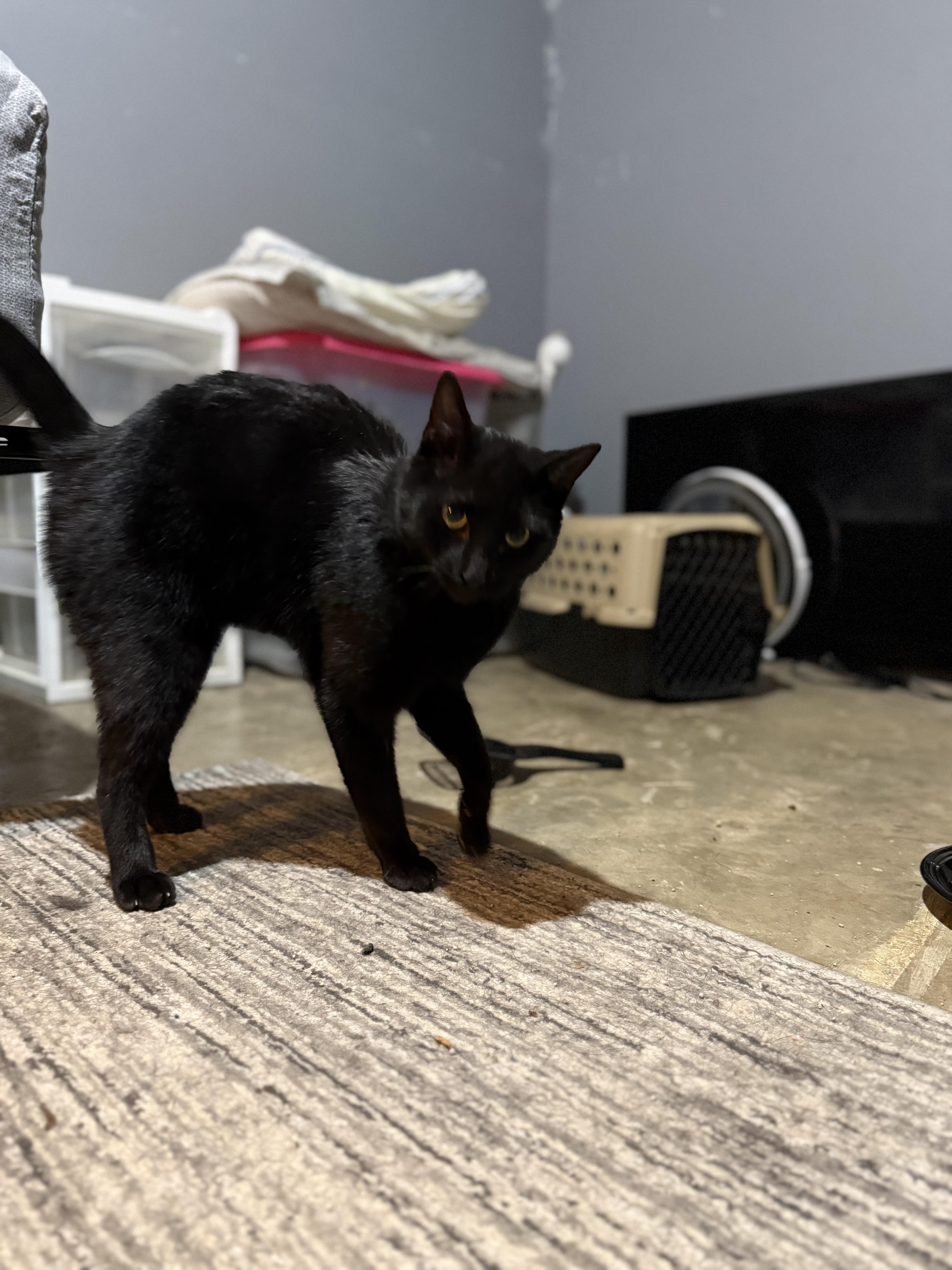 An adult medium-sized male Black Domestic Short Hair cat named Crook for adoption in Corydon, IN