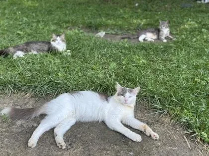 An adult medium-sized male Domestic Short Hair cat named Cotton Eyed Joe for adoption in Cincinnati, OH