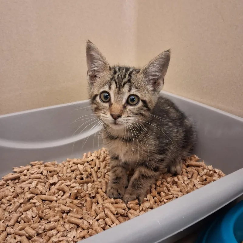 A baby medium-sized female Domestic Short Hair cat named Francis for adoption in Gautier, MS