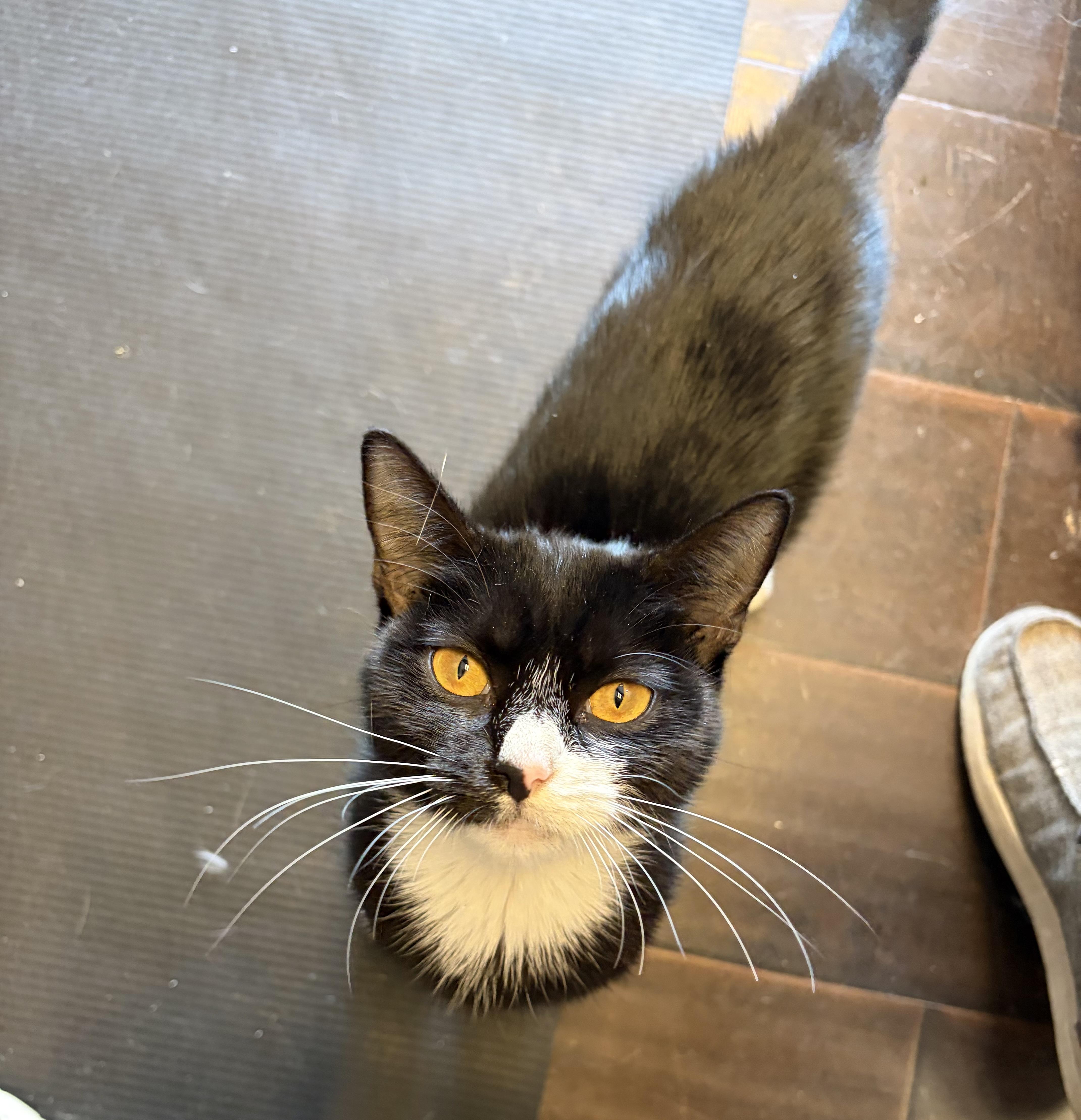 A young medium-sized female Tuxedo cat named Piper for adoption in Pompano Beach, FL