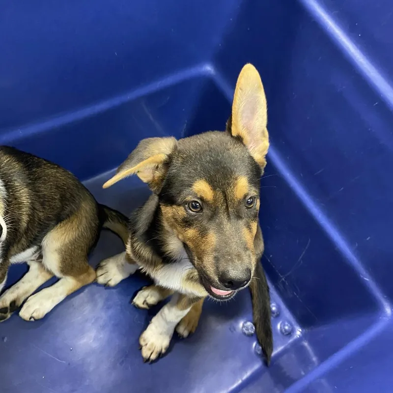 A baby medium-sized male Black Mixed Breed dog named Bear for adoption in Ardmore, OK