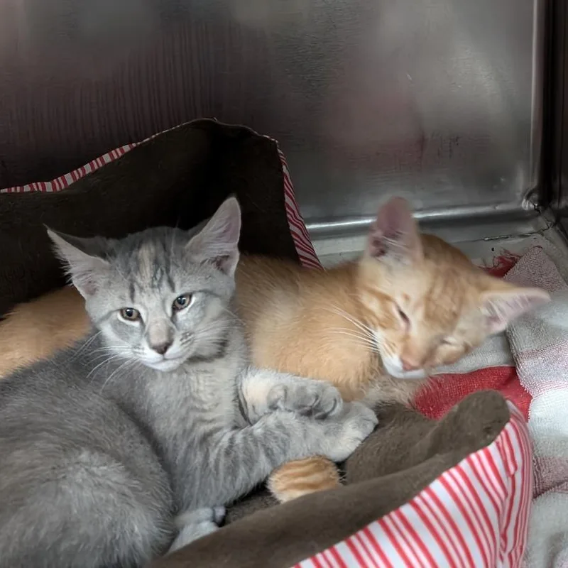 A baby medium-sized female Dilute Tortoiseshell Domestic Short Hair cat named Torpedo for adoption in Reisterstown, MD