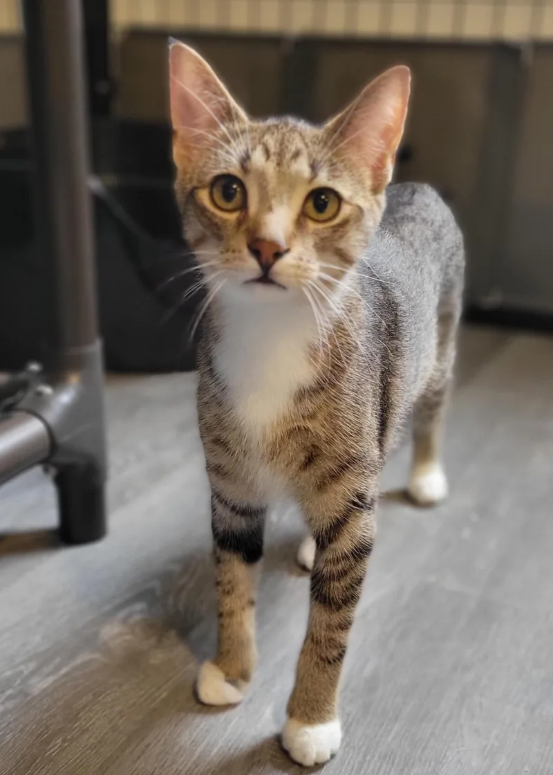 A baby medium-sized male Brown / Chocolate Domestic Short Hair cat named Carolina Reaper for adoption in Swartz Creek, MI