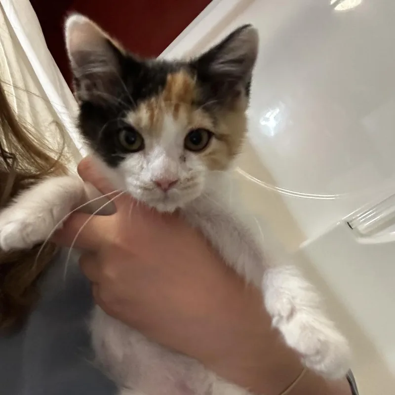 A baby small-sized female Domestic Short Hair cat named Pickle for adoption in Kansas City, MO
