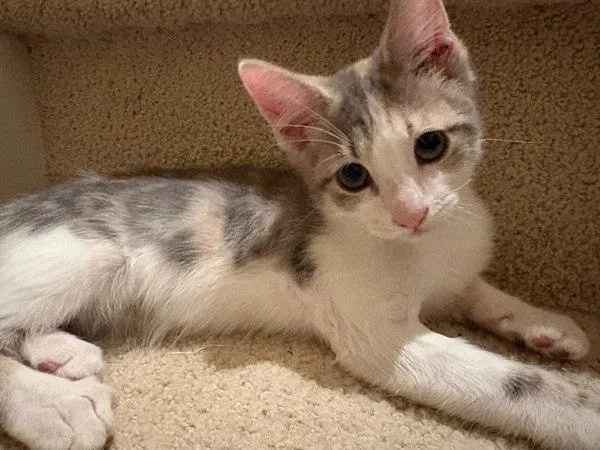 A baby small-sized female Domestic Short Hair cat named Dot Cake for adoption in Bonsall, CA