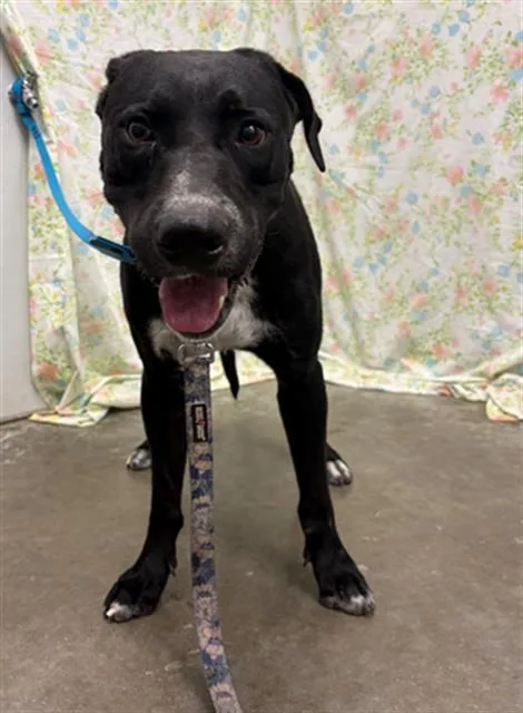 A young large-sized male Labrador Retriever dog named Clover for adoption in Rosenberg, TX