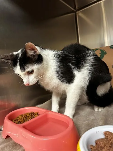 A young medium-sized female Domestic Short Hair cat named Carey for adoption in Olivette, MO