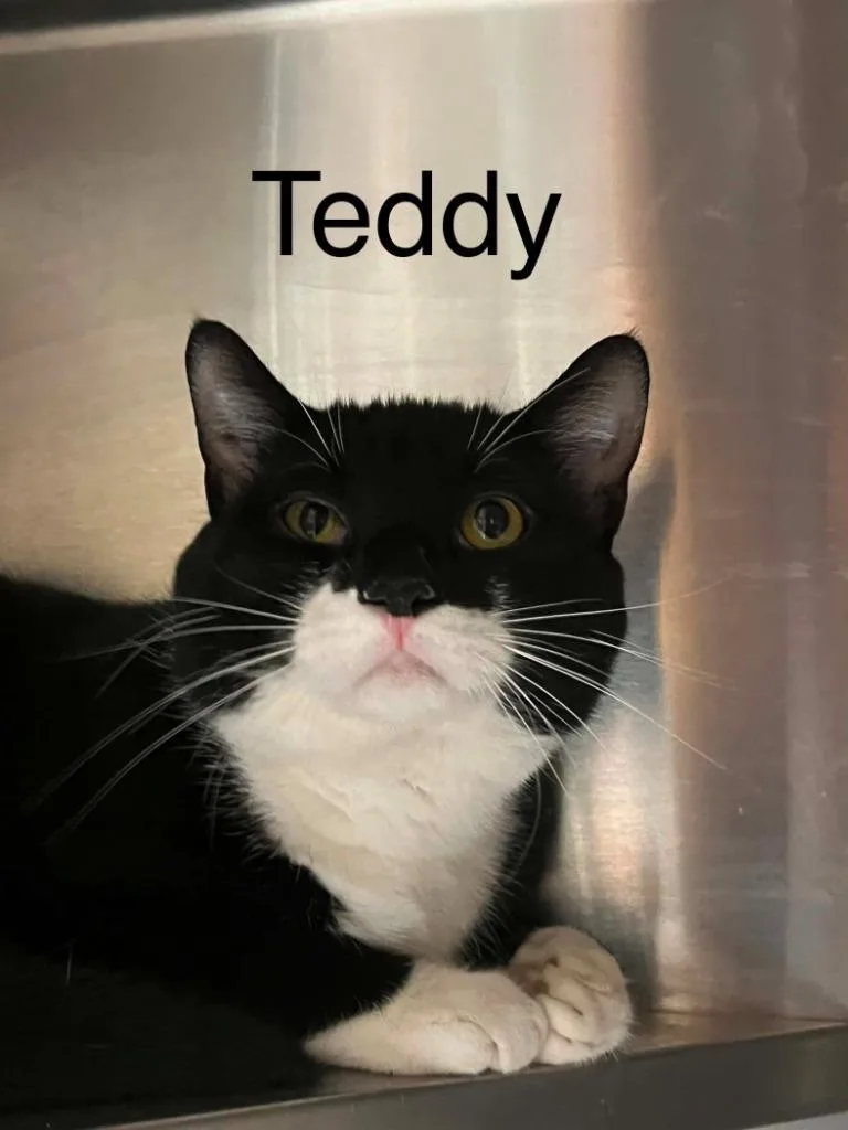 A baby medium-sized male Domestic Short Hair cat named Teddy for adoption in Princeton, IN