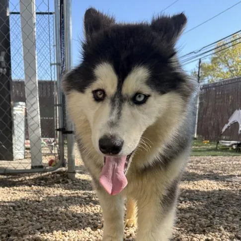 A young medium-sized female Alaskan Malamute dog named Doo for adoption in Medford, NY