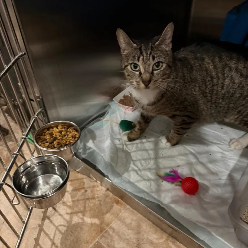 An adult large-sized female Brown / Chocolate Domestic Short Hair cat named Nova Bloom for adoption in Middle Village, NY