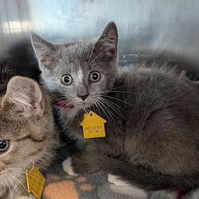 A baby small-sized female Gray / Blue / Silver Domestic Short Hair cat named Hipster for adoption in Springfield, MA
