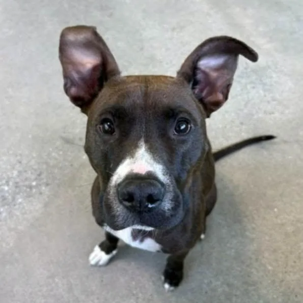 An adult medium-sized female Brown / Chocolate American Staffordshire Terrier dog named Truffle for adoption in Buford, GA