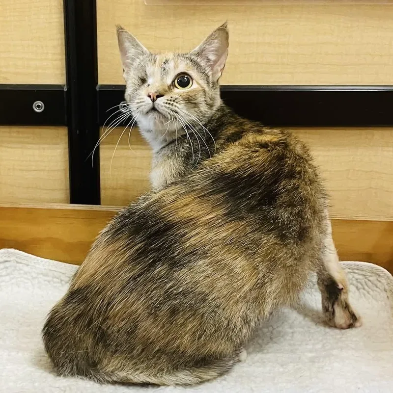 An adult medium-sized female Torbie Domestic Short Hair cat named Xena for adoption in Austin, TX