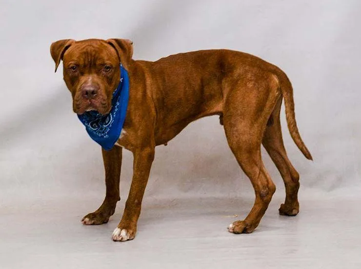 An adult medium-sized male Red / Chestnut / Orange American Bulldog dog named Bubba for adoption in Sanford, FL
