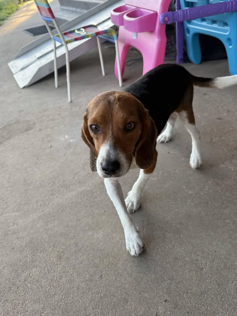 An adult medium-sized male Beagle dog named Aaron for adoption in TULSA, OK