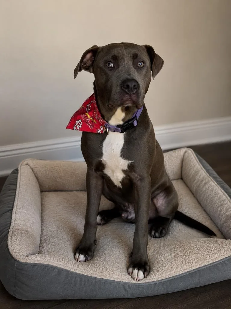 A young large-sized male Pit Bull Terrier dog named Blue for adoption in Centralia, IL