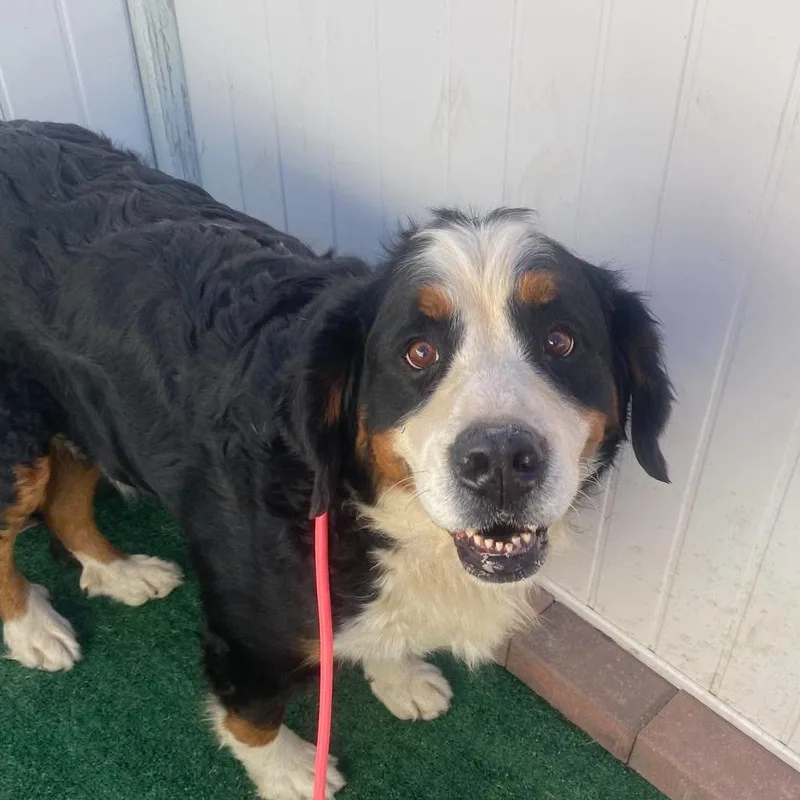 An adult large-sized female Bernese Mountain Dog dog named Margie for adoption in Minooka, IL