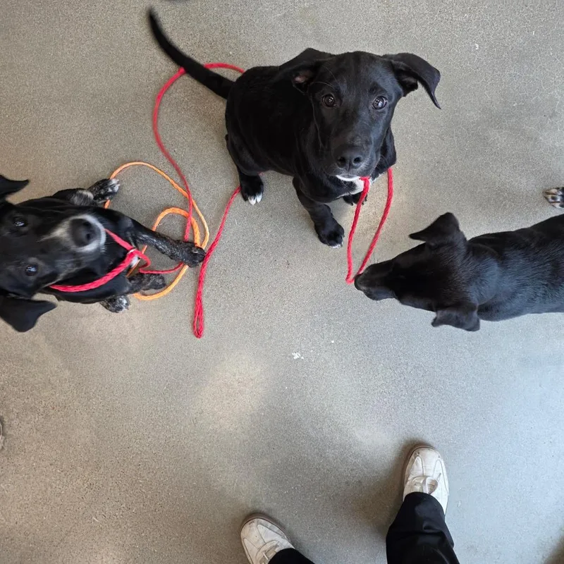 A baby small-sized male Black Labrador Retriever dog named Grim for adoption in Sand Springs, OK