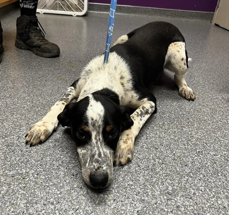 A baby medium-sized male Tricolor (Brown, Black, & White) Bluetick Coonhound dog named Gumbo for adoption in Jamestown, CA