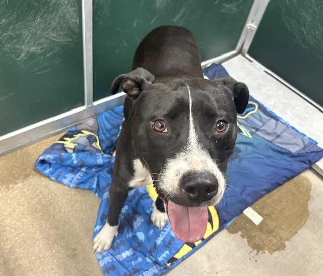 A young large-sized male Pit Bull Terrier dog named Max for adoption in Killeen, TX