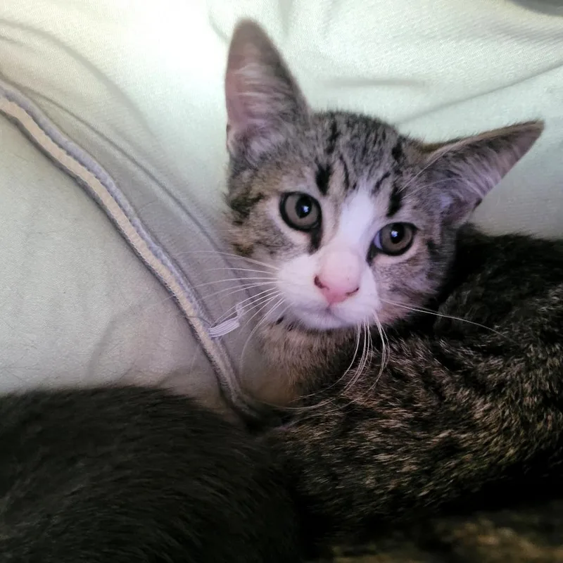 A baby small-sized female Domestic Short Hair cat named Kauai for adoption in Allyn, WA