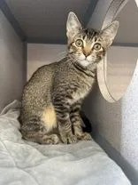 A young medium-sized female Black Domestic Short Hair cat named Irene for adoption in Eagle, CO