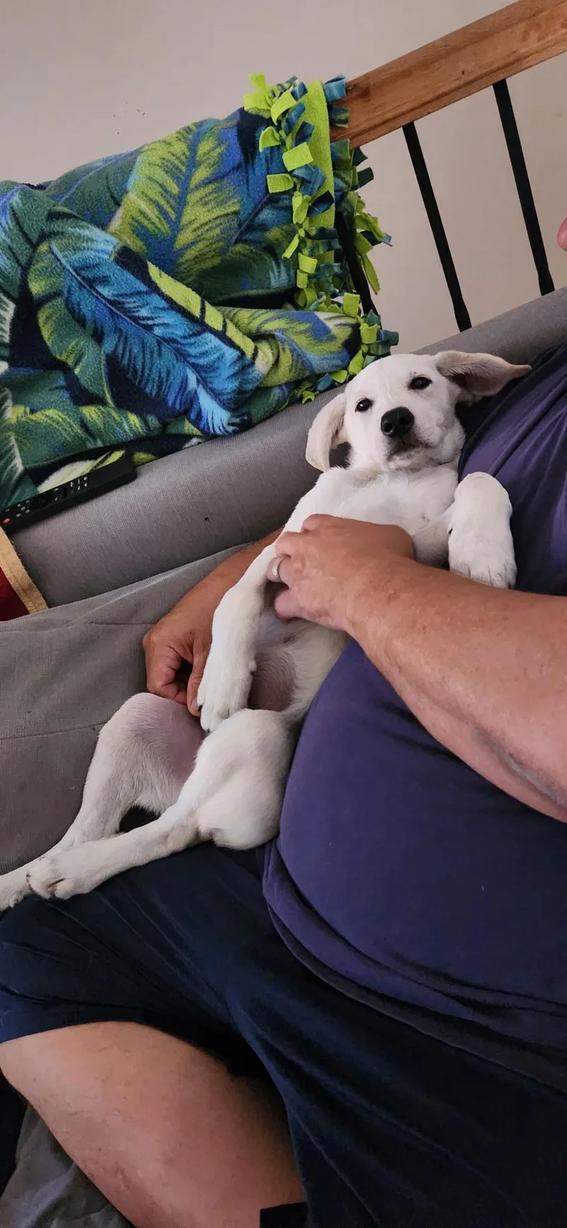 A baby medium-sized male White / Cream Labrador Retriever dog named Oakley for adoption in Herculaneum, MO