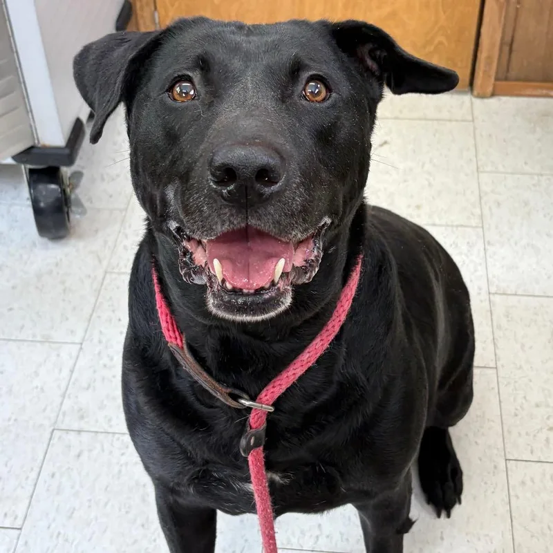 A senior large-sized male Black Mixed Breed dog named Randy for adoption in Columbiana, AL