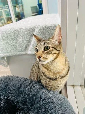 A baby small-sized male Domestic Short Hair cat named Franklin for adoption in Honolulu, HI