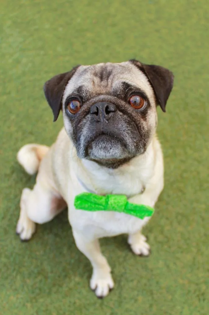 An adult small-sized male Pug dog named Boca for adoption in Gardena, CA