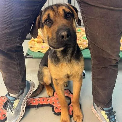 A young medium-sized male Black Mixed Breed dog named Cedar for adoption in Bend, OR