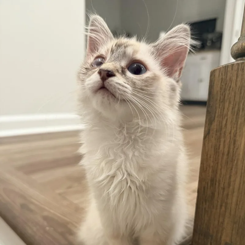 Wink
