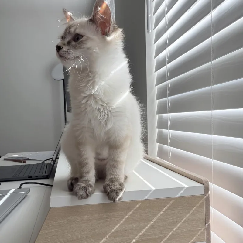 Wink thumbnail 2