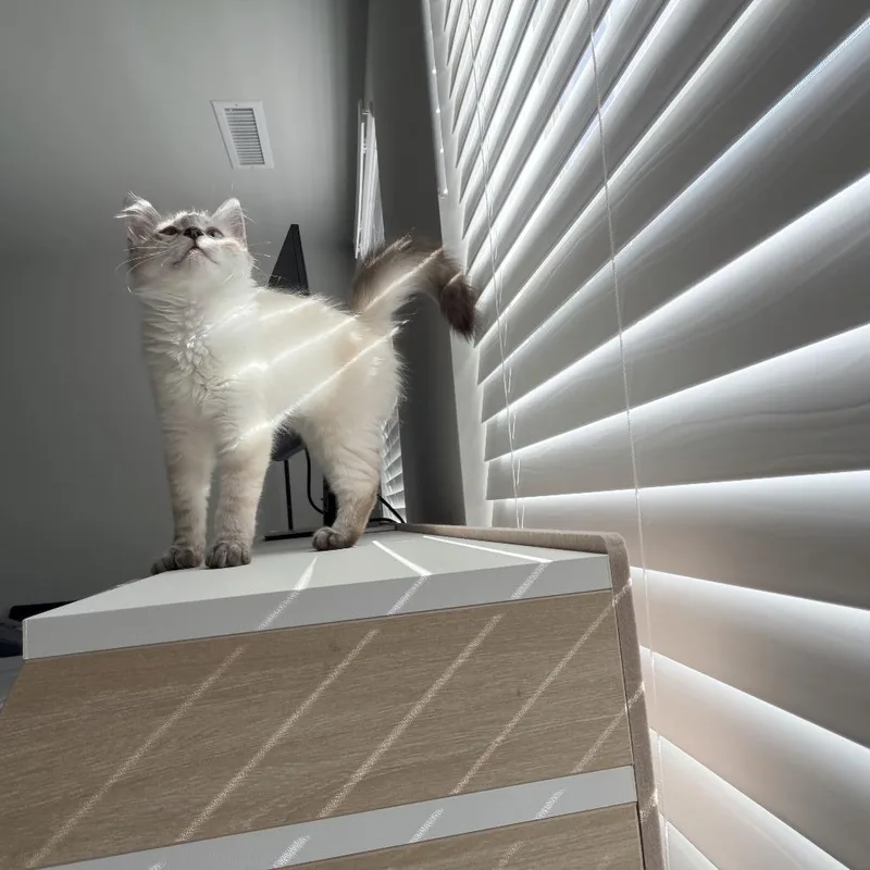 Wink thumbnail 5