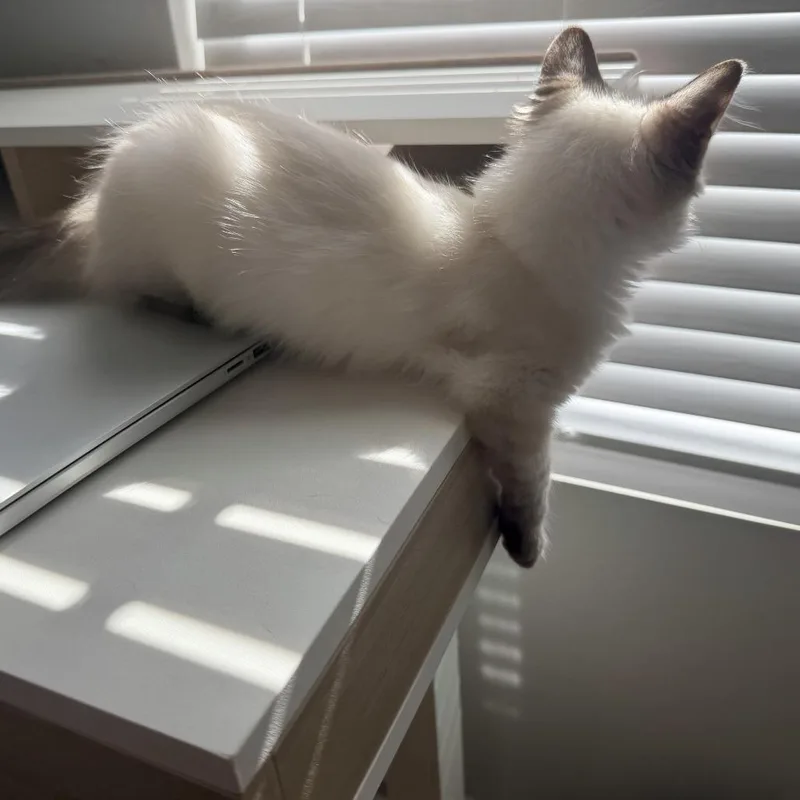 Wink thumbnail 6