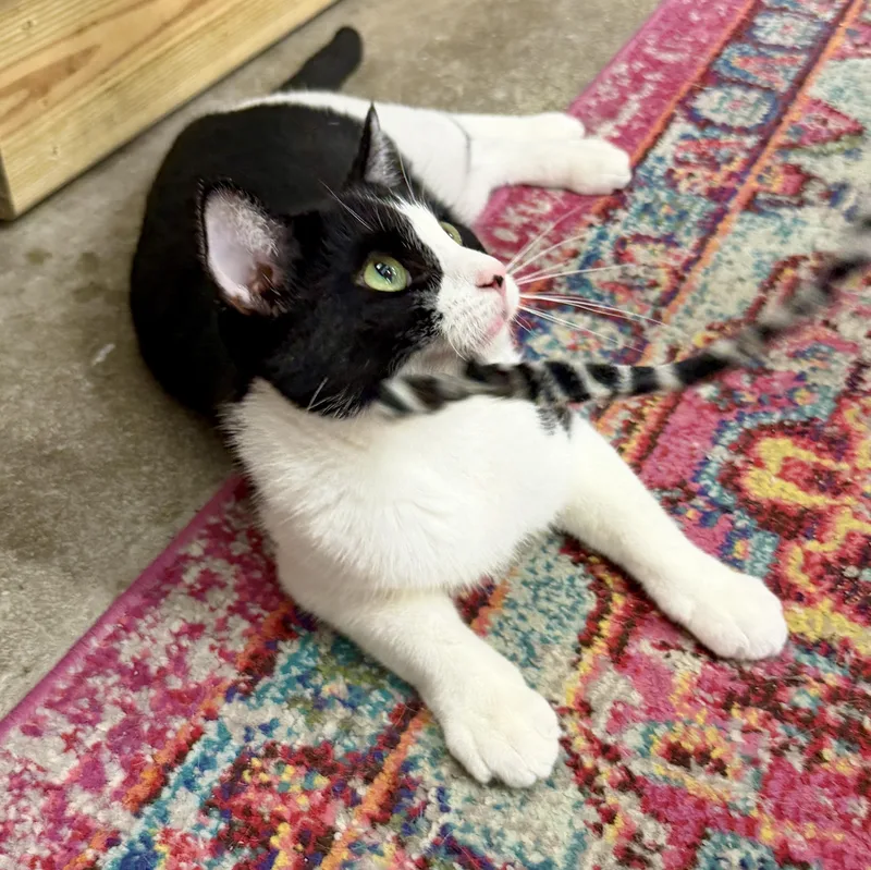 A young medium-sized male Black & White / Tuxedo Domestic Short Hair cat named Figgy for adoption in Palm Harbor, FL
