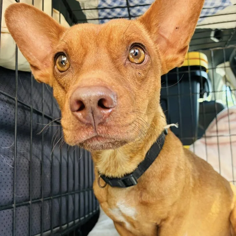 Chico